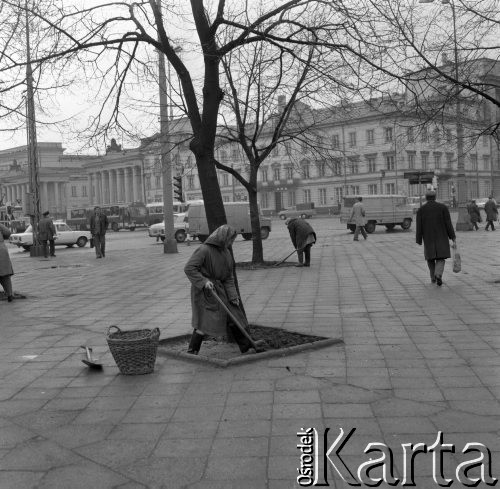 28.03.1977, Warszawa, Polska.
Plac Feliksa Dzierżyńskiego, pracownice zieleni miejskiej okopujące drzewka.
Fot. Jarosław Tarań, zbiory Ośrodka KARTA [77-124]