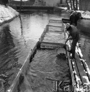 1.04.1977, Swaderki, Polska
Państwowe Gospodarstwo Rybackie, Ośrodek Zarybieniowy.
Fot. Jarosław Tarań, zbiory Ośrodka KARTA [77-68]