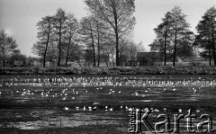 17.10.1977, Halinów k/Warszawy, Polska
Ptaki nad stawami hodowlanymi z narybkiem.
Fot. Jarosław Tarań, zbiory Ośrodka KARTA [77-111]