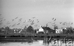 17.10.1977, Halinów k/Warszawy, Polska
Ptaki nad stawami hodowlanymi z narybkiem.
Fot. Jarosław Tarań, zbiory Ośrodka KARTA [77-111]