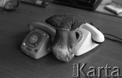 17.10.1977, Warszawa, Polska.
Olbrzymi grzyb borowik obok aparatów telefonicznych.
Fot. Jarosław Tarań, zbiory Ośrodka KARTA [77-186]