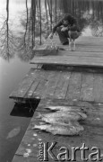 10.03.1977, woj. Warszawa, Polska.
Zatrute ryby w jeziorze Klucz.
Fot. Jarosław Tarań, zbiory Ośrodka KARTA [77-197]