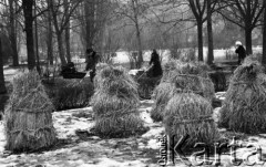 2.03.1978, Warszawa, Polska.
Chochoły w Ogrodzie Saskim, na drugim planie spacerowicze z wózkami.
Fot. Jarosław Tarań, zbiory Ośrodka KARTA [78-12]