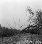 7.04.1978, Warszawa -  Marymont, Polska
Budowa osiedla mieszkaniowego Marymont, na pierwszym planie wyrwane drzewa, w tle dźwigi.
Fot. Jarosław Tarań, zbiory Ośrodka KARTA [78-104] 
