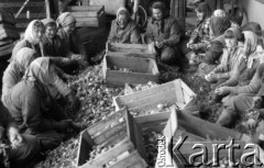 Październik 1978, Polska
Jesienne plony, kobiety przebierające cebulę.
Fot. Jarosław Tarań, zbiory Ośrodka KARTA [78-105]