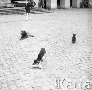 Sierpień 1978, Kazimierz Dolny, Polska
Fragment miasteczka, psy na Rynku.
Fot. Jarosław Tarań, zbiory Ośrodka KARTA [78-028]