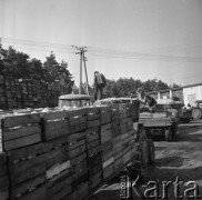 24.08.1979, Dwikozy, woj. tarnobrzeskie, Polska.
Skup owoców i warzyw. Mężczyźni układają drewniane skrzynki na wozach. 
Fot. Jarosław Tarań, zbiory Ośrodka KARTA [79-38]