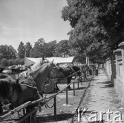 Sierpień 1979, Wysokie Mazowieckie, woj. łomżyńskie, Polska.
Odpust - przywiązane do koniowiązu konie stoją przed kościołem.
Fot. Jarosław Tarań, zbiory Ośrodka KARTA [79-6]