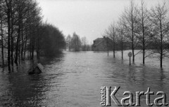 3-4.04.1979, Ostrołęka okolice, Polska.
Powódź w rejone Ostrołęki - widok na zatopioną ulicę, przystanek autobusowy, drzewa. W oddali widoczne są domy mieszkalne.
Fot. Jarosław Tarań, zbiory Ośrodka KARTA [79-28]