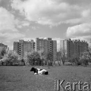 12.05.1980, Warszawa, Polska.
Osiedle mieszkaniowowe 