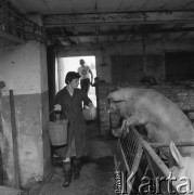 Czerwiec 1981, Zagozd, pow. Drawsko Pomorskie, Polska
Gospodarstwo rodziny Grzybickich, chlewnia.
Fot. Jarosław Tarań, zbiory Ośrodka KARTA [81-29] 
