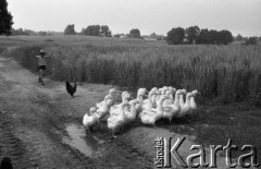 Czerwiec 1981, Zagozd, pow. Drawsko Pomorskie, Polska
Gospodarstwo rodziny Grzybickich, stadko gęsi, kura i chłopiec na drodze.
Fot. Jarosław Tarań, zbiory Ośrodka KARTA [81-31]