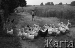 Czerwiec 1981, Zagozd, pow. Drawsko Pomorskie, Polska
Gospodarstwo rodziny Grzybickich, stadko gęsi, kury i chłopiec na drodze.
Fot. Jarosław Tarań, zbiory Ośrodka KARTA [81-31]