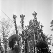 12.04.1981, Łyse, woj. Ostrołęka, Polska
Niedziela Palmowa na Kurpiach.
Fot. Jarosław Tarań, zbiory Ośrodka KARTA [81-16]