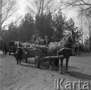 12.04.1981, Łyse, woj. Ostrołęka, Polska
Niedziela Palmowa na Kurpiach, rodzina z palmą jadąca konnym wozem.
Fot. Jarosław Tarań, zbiory Ośrodka KARTA [81-13] 
