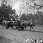 12.04.1981, Łyse, woj. Ostrołęka, Polska
Niedziela Palmowa na Kurpiach, rodzina z palmą jadąca konnym wozem.
Fot. Jarosław Tarań, zbiory Ośrodka KARTA [81-13] 
