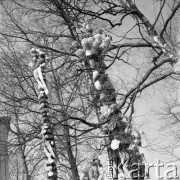 12.04.1981, Łyse, woj. Ostrołęka, Polska
Niedziela Palmowa na Kurpiach, palmy na tle drzew.
Fot. Jarosław Tarań, zbiory Ośrodka KARTA [81-13] 

