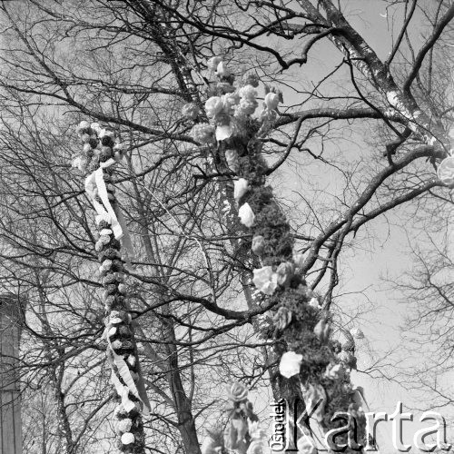 12.04.1981, Łyse, woj. Ostrołęka, Polska
Niedziela Palmowa na Kurpiach, palmy na tle drzew.
Fot. Jarosław Tarań, zbiory Ośrodka KARTA [81-13] 
