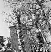 12.04.1981, Łyse, woj. Ostrołęka, Polska
Niedziela Palmowa na Kurpiach, palmy na tle dzwonnicy.
Fot. Jarosław Tarań, zbiory Ośrodka KARTA [81-13] 
