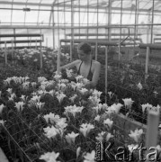 Maj 1983, Warszawa, Polska.
Szklarnia Szkoły Głównej Gospodarstwa Wiejskiego, uprawa frezji.
Fot. Jarosław Tarań, zbiory Ośrodka KARTA [83-17]