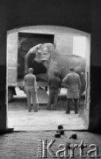 11.07.1985, Julinek, Polska
Transport słonicy do ogrodu zoologicznego we Wrocławiu.
Fot. Jarosław Tarań, zbiory Ośrodka KARTA [85-37]