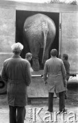 11.07.1985, Julinek, Polska
Transport słonicy do ogrodu zoologicznego we Wrocławiu.
Fot. Jarosław Tarań, zbiory Ośrodka KARTA [85-37]