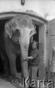 11.07.1985, Julinek, Polska
Transport słonicy do ogrodu zoologicznego we Wrocławiu.
Fot. Jarosław Tarań, zbiory Ośrodka KARTA [85-37]