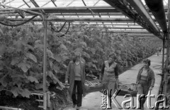 20.03.1985, Wieliszew, Polska
Pracownice Kombinatu Ogrodniczego niosące kosze z ogórkami.
Fot. Jarosław Tarań, zbiory Ośrodka KARTA [85-68]
