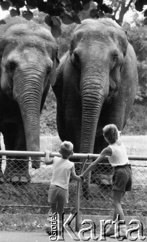 1988, Warszawa, Polska.
Ogród Zoologiczny, para słoni i dwaj chłopcy.
Fot. Jarosław Tarań, zbiory Ośrodka KARTA [88-37]