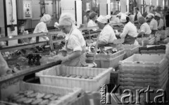 Kwiecień 1988, Świnoujście, Polska
Pracownice zakładów przetwórstwa rybnego przy taśmie produkcyjnej.
Fot. Jarosław Tarań, zbiory Ośrodka KARTA [88-74] 
