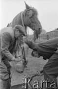 Wrzesień 1989, Korytów k/Żyrardowa, woj. Skierniewice, Polska
Kuźnia w Korytowie, kowal podkuwający konia.
Fot. Jarosław Tarań, zbiory Ośrodka KARTA [89-88] 
