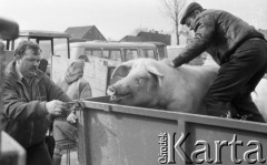 Marzec 1989, Nowy Targ, Polska
Czwartkowy targ w Nowym Targu, tucznik na przyczepie.
Fot. Jarosław Tarań, zbiory Ośrodka KARTA [89-59] 
