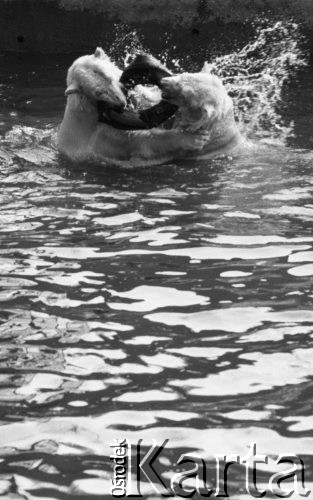 9.04.1989, Warszawa, Polska.
Ogród zoologiczny, dwa niedźwiedzie polarne bawiące się oponą.
Fot. Jarosław Tarań, zbiory Ośrodka KARTA [89-42] 
