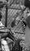 9.04.1989, Warszawa, Polska.
Ogród zoologiczny, zebra przyglądająca się ludziom zza ogrodzenia.
Fot. Jarosław Tarań, zbiory Ośrodka KARTA [89-43] 

