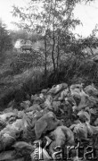 Listopad 1989, Żyrardów, woj. Skierniewice, Polska
Śmieci wyrzucone w lesie w okolicach Żyrardowa.
Fot. Jarosław Tarań, zbiory Ośrodka KARTA [89-96] 
