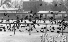 Jesień 1989, Żyrardów, woj. Skierniewice, Polska
Gawrony na pustym bazarze.
Fot. Jarosław Tarań, zbiory Ośrodka KARTA [89-85] 
