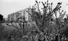 Lipiec 1989, Żyrardów, woj. Skierniewice, Polska
Osiedle mieszkaniowe, na pierwszym planie krzak ostu.
Fot. Jarosław Tarań, zbiory Ośrodka KARTA [89-82]
