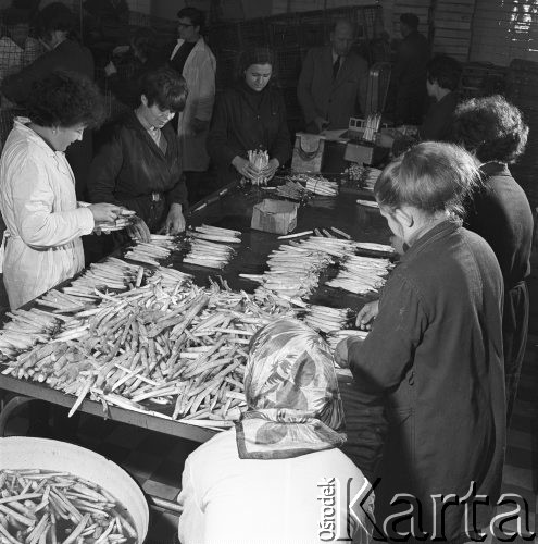 25.05.1968, Warszawa, Polska.
Magazyn z warzywami i owocami - pracownice segregują szparagi.
Fot. Jarosław Tarań, zbiory Ośrodka KARTA