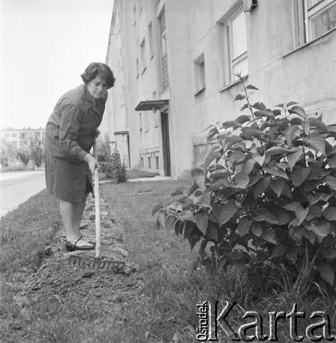 6.06.1968, Warszawa, Polska.
Dzień pracy dozorczyni - kobieta grabi trawnik przed blokiem mieszkalnym.
Fot. Jarosław Tarań, zbiory Ośrodka KARTA