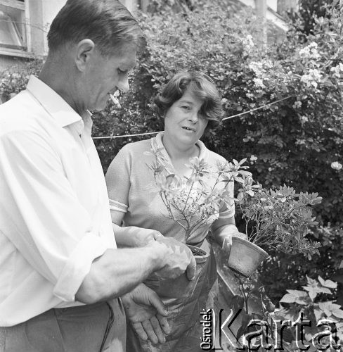 6.06.1968, Warszawa, Polska.
Dzień pracy dozorczyni - przesadzanie roślin.
Fot. Jarosław Tarań, zbiory Ośrodka KARTA
