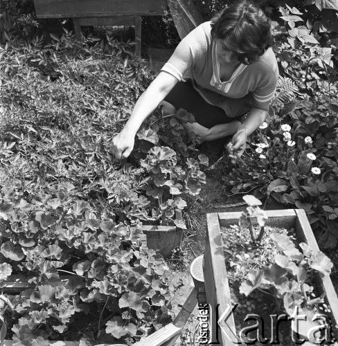 6.06.1968, Warszawa, Polska.
Dzień pracy dozorczyni - pielenie kwiatków.
Fot. Jarosław Tarań, zbiory Ośrodka KARTA