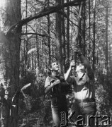 2.08.1968, Rońsko, woj. lubelskie, Polska.
Hufiec Wola podczas obozu Związku Harcerstwa Polskiego - harcerze usuwają uschnięte gałęzie z drzew.
Fot. Jarosław Tarań, zbiory Ośrodka KARTA
