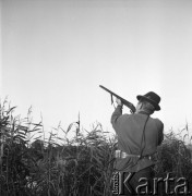15.08.1968, Polska.
Polowanie na kaczki - myśliwy strzela do kaczek.
Fot. Jarosław Tarań, zbiory Ośrodka KARTA