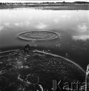 15.08.1968, Polska.
Polowanie na kaczki - pies aportuje upolowaną zdobycz.
Fot. Jarosław Tarań, zbiory Ośrodka KARTA