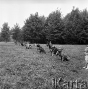 Wrzesień 1968, Warszawa, Polska.
Tresura psów na Polu Mokotowskim - siedzące zwierzęta.
Fot. Jarosław Tarań, zbiory Ośrodka KARTA