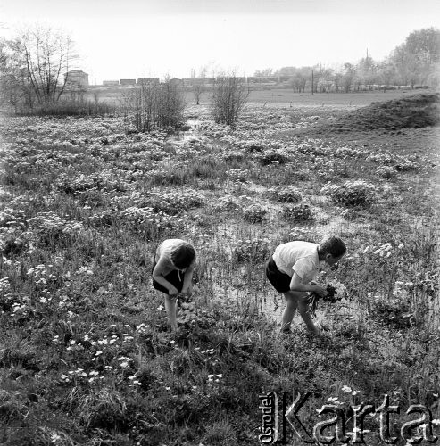 24.04.1968, Pińczów okolice, woj. kieleckie, Polska 
Wiosenny pejzaż - dzieci zbierają kaczeńce na podmokłej łące.
Fot. Jarosław Tarań, zbiory Ośrodka KARTA