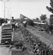 30.08.1968, Warszawa, Polska.
Mężczyźni sadzą kwiaty wdłuż Alej Jerozolimskich. W oddali widoczni są przechodnie oraz dworzec kolejowy Warszawa Ochota.
Fot. Jarosław Tarań, zbiory Ośrodka KARTA