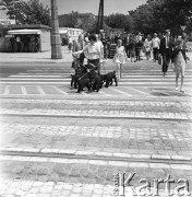 25.06.1968, Warszawa, Polska.
Kobieta prowadząca na smyczach stado pudli przechodzi przez ulicę. W oddali widoczne są uliczne pawilony handlowe, przechodnie oraz drzewa.
Fot. Jarosław Tarań, zbiory Ośrodka KARTA