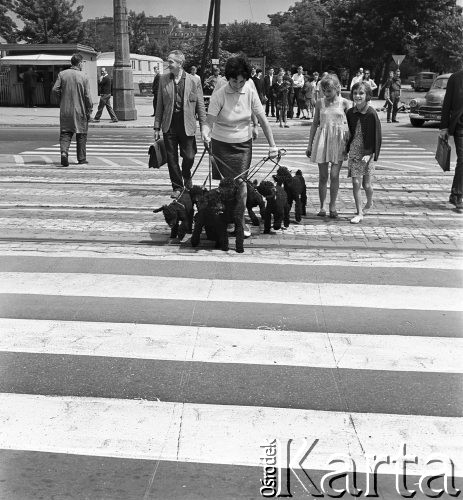 25.06.1968, Warszawa, Polska.
Dziewczynki przygladają się kobiecie prowadzącej na smyczach stado pudli przechodzi przez ulicę. W oddali widoczne są uliczne pawilony handlowe, przechodnie, samochody oraz drzewa.
Fot. Jarosław Tarań, zbiory Ośrodka KARTA