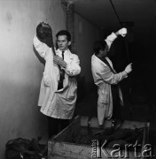 Listopad 1968, Warszawa, Polska.
Odnalezienie filmów instruktażowych Wojska Polskiego z 1939 roku - mężczyźni przeglądają archiwalne taśmy filmowe.
Fot. Jarosław Tarań, zbiory Ośrodka KARTA